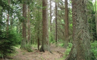 padure